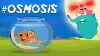 What Is Osmosis The Dr Binocs Show Best Learning Videos For Kids Peekaboo Kidz